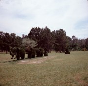 Topiaries-1981-a-2000x1954