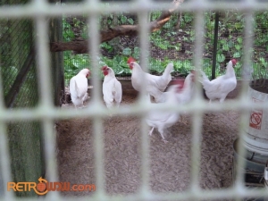 Sentinel Chickens