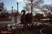 Swan Topiary