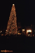 Christmas Tree at Disney-MGM Studios at Night