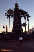 Christmas Tree at at Disney-MGM Studios