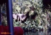 Jungle Cruise 10 1979