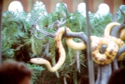 Jungle Cruise Python