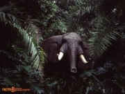 Jungle Cruise Audio-Animatronic Elephant