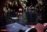 Jungle Cruise Hippos