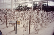 Living-With-tHe-LAnd-Cotton-Greenhouse