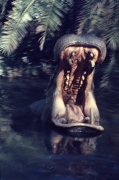 Jungle Cruise HippoMagic Kingdom January 1984