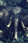 Jungle Cruise Elephant