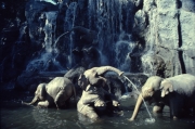 Jungle Cruise Elephants