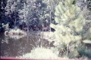 1975-Summer-Rivers-Deer