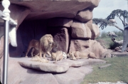 Jungle Cruise Lions
