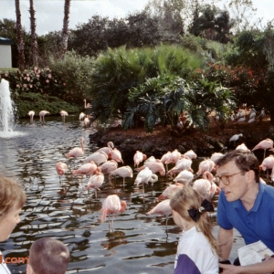1991-Sea-world-Flamingos