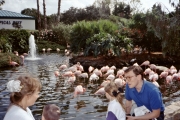 1991-Sea-world-Flamingos