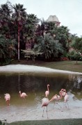 Flamingos-in-EPCOT-1988-1312x2000