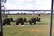 Elephant Topiaries by the TTC