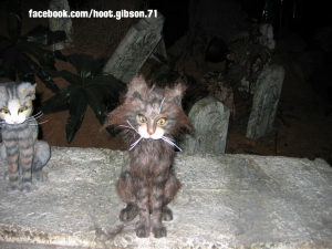 Haunted Mansion: Graveyard Cats
