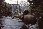 Jungle Cruise: Elephants Playing