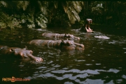 Hippo Pool in the Jungle Cruise