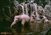 Jungle Cruise Elephants