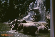 Elephant Pool scene from Jungle Cruise
