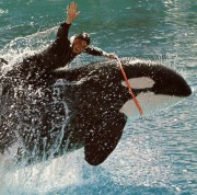Shamu and rider at Sea World