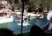 This is Shamu Show