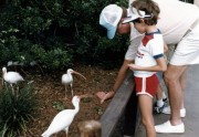 Feeding American White Ibis birds in Sea World Orlando