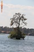 The Shoe Tree on Bay Lake